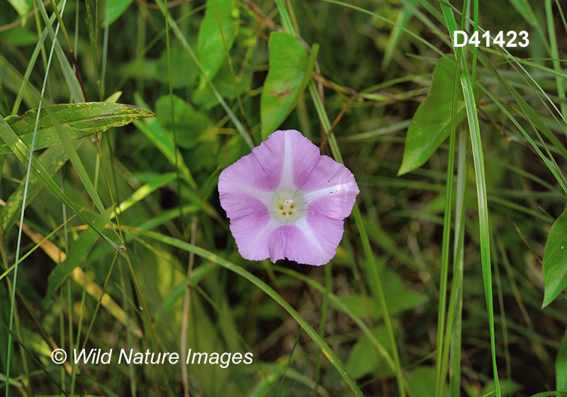 Hedge False Bindweed (Calystegia sepium)